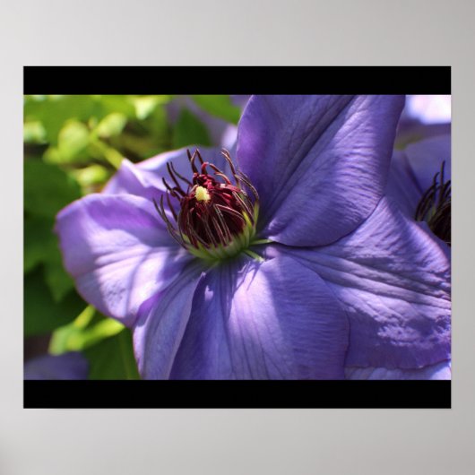 Poster Fleur pourpre (Devant)