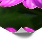 Poster Fleur pourpre (Coin)