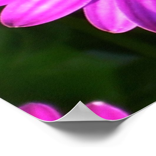 Poster Fleur pourpre (Coin)