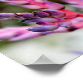 Poster Fleur pourpre (Coin)