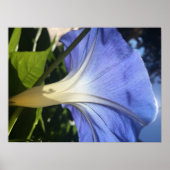 Poster Fleur pourpre (Devant)