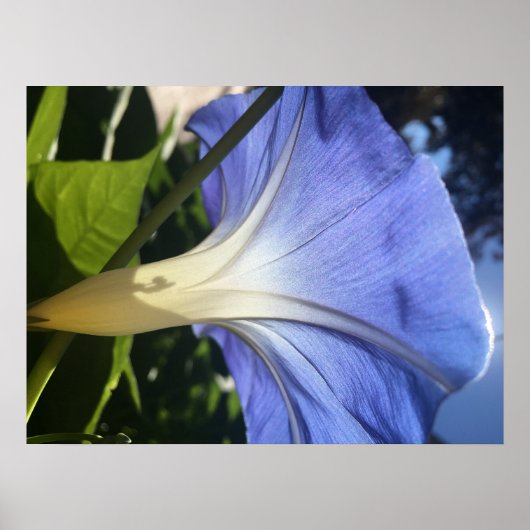 Poster Fleur pourpre (Devant)