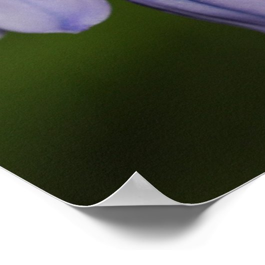 Poster Fleur pourpre (Coin)