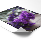 Poster Fleur pourpre (Coin)