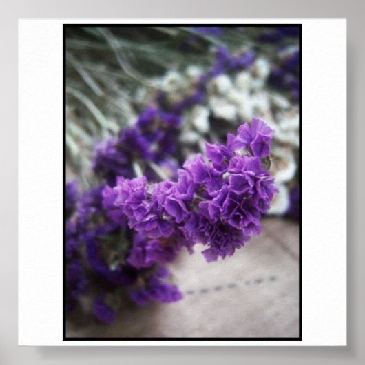 Poster Fleur pourpre (Devant)