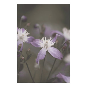 Poster Fleur pourpre foncé fleurs florales