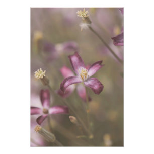Poster Fleur pourpre foncé fleurs florales