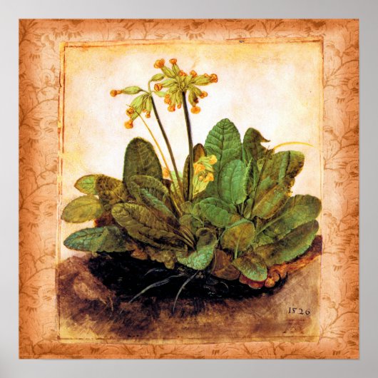 Poster Fleur Primrose vintage (Devant)