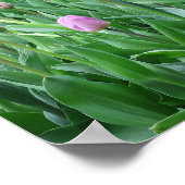 Poster fleur, printemps, beau, arrière-plan, tulipe, (Coin)