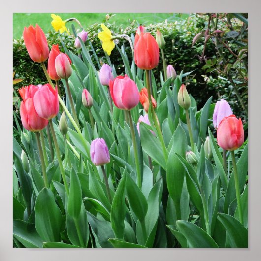 Poster fleur, printemps, beau, arrière-plan, tulipe, (Devant)