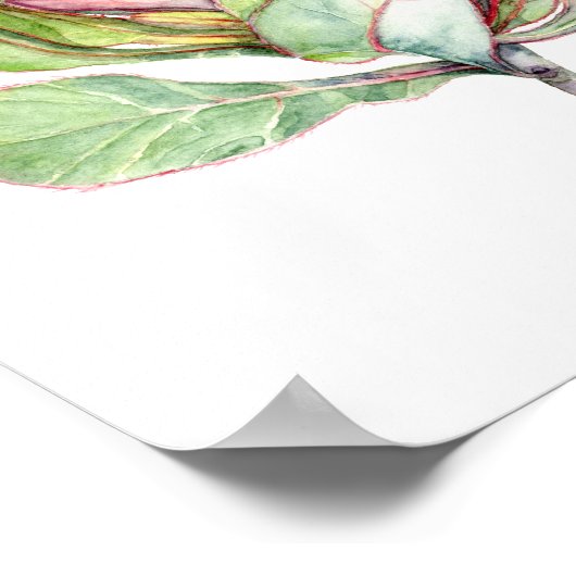 Poster Fleur Protea (Coin)