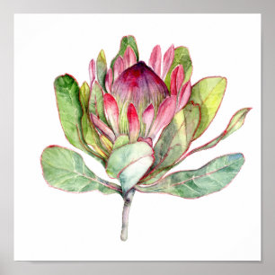 Poster Fleur Protea
