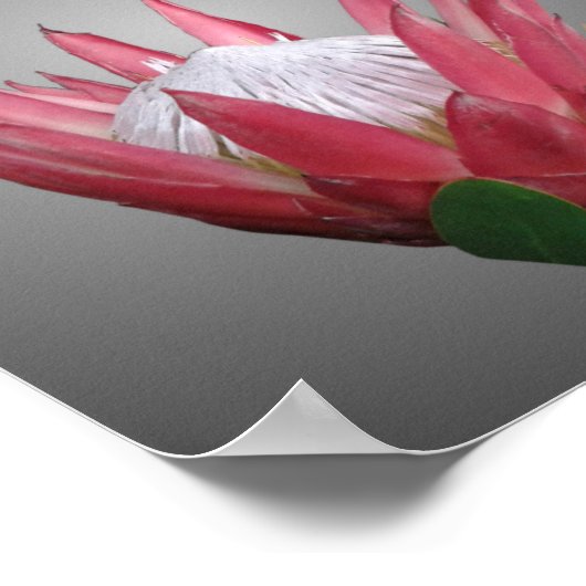 Poster Fleur Protea (Coin)