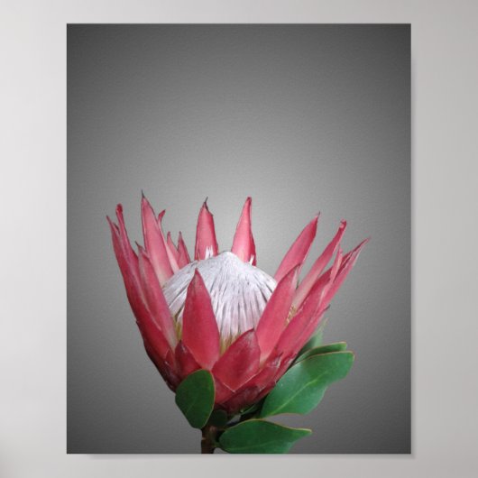 Poster Fleur Protea (Devant)