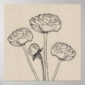 Poster Fleur Ranunculus Dessin (Devant)