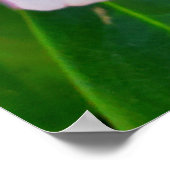 Poster Fleur Rhododendron rose (Coin)