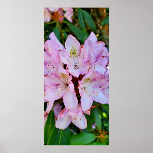 Poster Fleur Rhododendron rose (Devant)