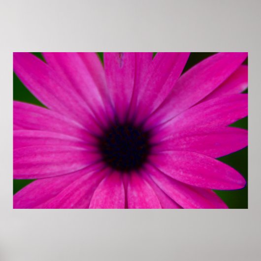 Poster fleur rose (Devant)