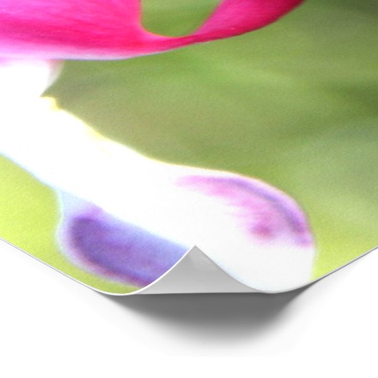 Poster Fleur rose (Coin)