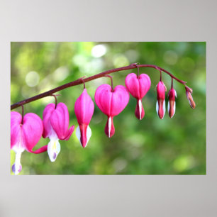 Poster Fleur rose