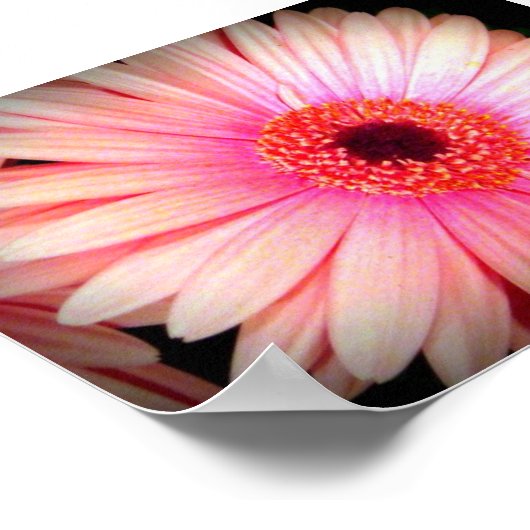 Poster Fleur rose (Coin)