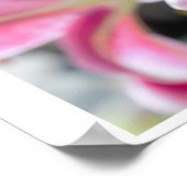 Poster Fleur rose (Coin)