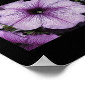 Poster Fleur rose (Coin)