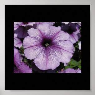 Poster Fleur rose