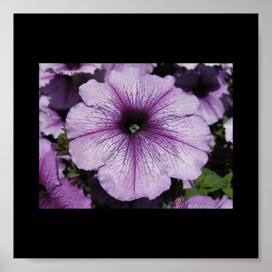 Poster Fleur rose (Devant)