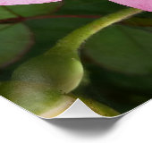 Poster fleur rose à l'ombre (Coin)