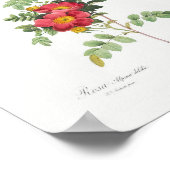 Poster Fleur Rose alpine Vintage Floral Rose (Coin)