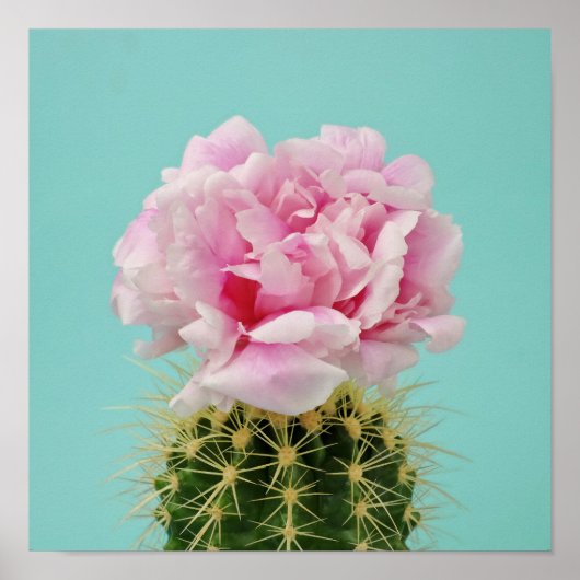 Poster Fleur rose Au-Dessus de Spiky Cactus (Devant)