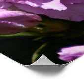 Poster Fleur rose Azalea (Coin)