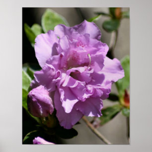 Poster Fleur rose Azalea