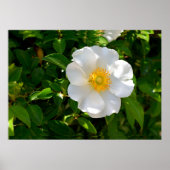 Poster Fleur Rose Cherokee (Devant)