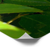 Poster Fleur Rose Cherokee (Coin)