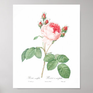 Poster Fleur rose clair Jardin botanique Roses roses rose