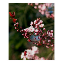 Fleur rose dans la lumière chaude de l'été