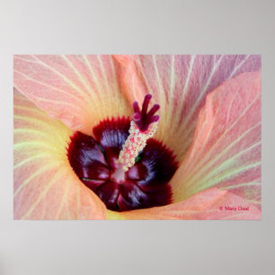Poster Fleur rose de Hau