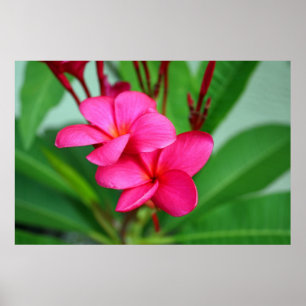 Poster Fleur rose de Hawaïen de Frangipani de Plumeria