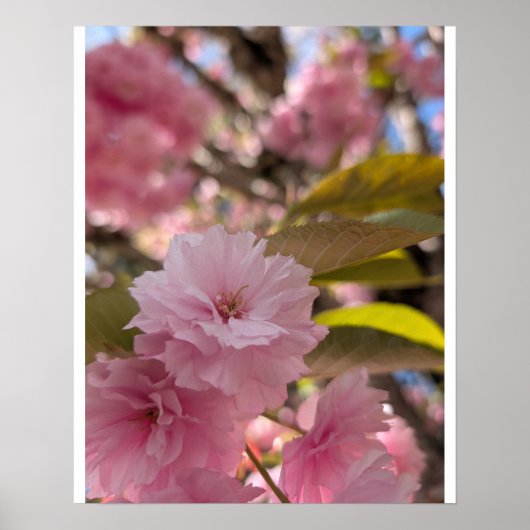 Poster Fleur rose de Yaezakura (Devant)