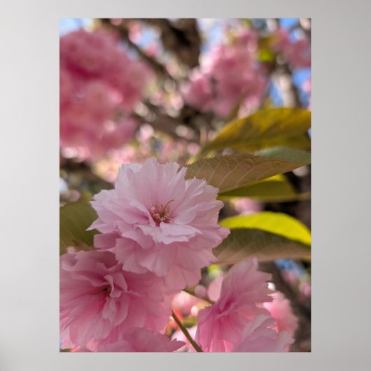 Poster Fleur rose de Yaezakura (Devant)