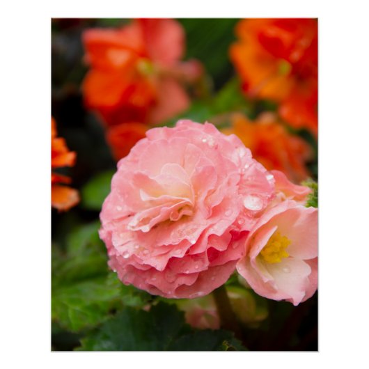 Poster Fleur rose délicate après la pluie (Devant)