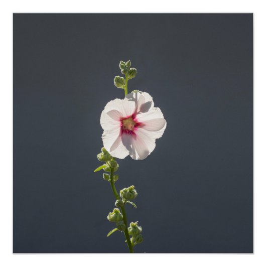 Poster Fleur rose feuilles vert pâle sur gris foncé (Devant)