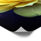 Poster Fleur Rose Jaune En Pleine Fleur (Coin)