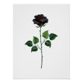 Poster Fleur rose noire (Devant)