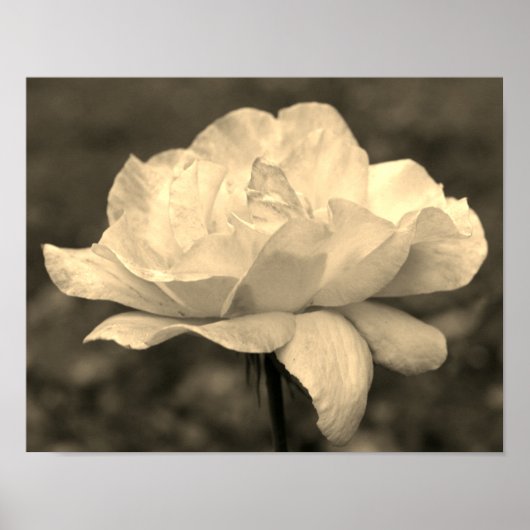 Poster Fleur Rose paradisiaque À Sepia Tint (Devant)