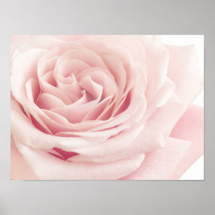 Poster Fleur rose rose-clair - fleurs de roses florales