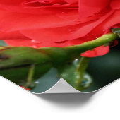 Poster Fleur Rose Rouge En Fleur Avec Raindrops (Coin)