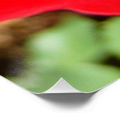 Poster Fleur rose rouge vif Belle florale (Coin)